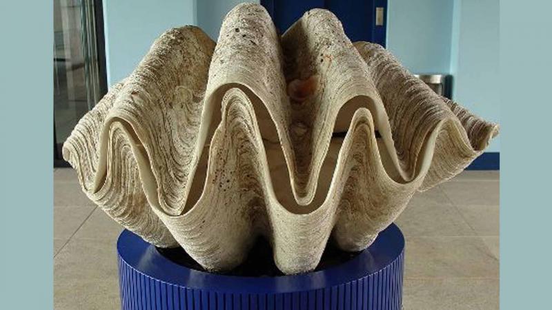 Photo: Giant clam sheet